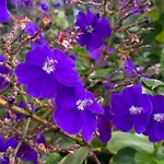 לינה וארוחת בוקר Miradouro Da Papalva - Pico - Azores 4*