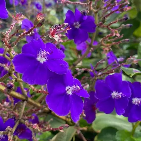 B&B Miradouro Da Papalva - Pico - Azores 4*