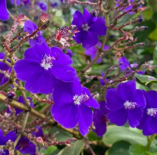 Nocleg ze śniadaniem Miradouro Da Papalva - Pico - Azores 4*